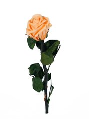 Стабилизированная роза Amorosa (персиковая) цена и информация | Спящие стабилизированные розы, растения | pigu.lt
