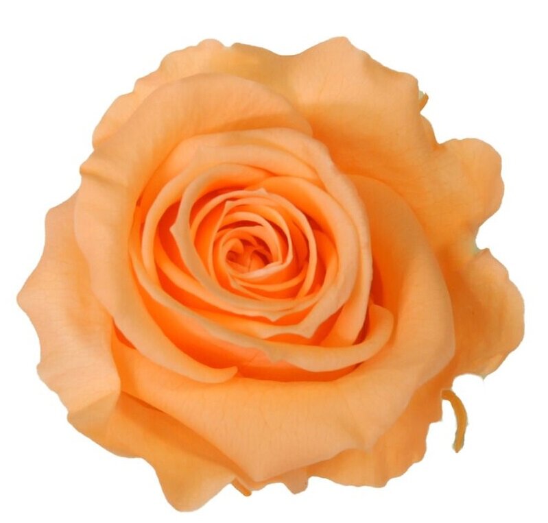 Stabilizuota mini rožė Amorosa Persikinė цена и информация | Miegančios rožės, stabilizuoti augalai | pigu.lt