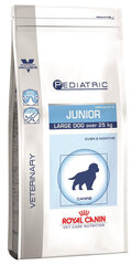 Royal Canin для щенков крупных пород Pediatric Junior Large Dog, 14 кг цена и информация |  Сухой корм для собак | pigu.lt