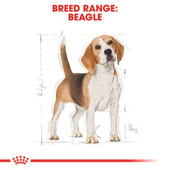 ROYAL CANIN suaugusiems bigliams Beagle adult, 3 kg kaina ir informacija | Sausas maistas šunims | pigu.lt