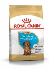 Royal Canin taksų veislės šunims Junior, 1,5 kg kaina ir informacija | Sausas maistas šunims | pigu.lt