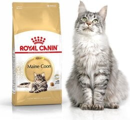 Royal Canin Meino meškėnų veislės katėms, 4 kg kaina ir informacija | Sausas maistas katėms | pigu.lt