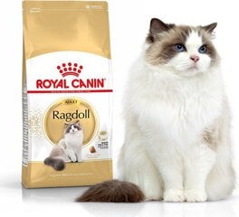 Royal Canin корм для породы кошек Рэгдолл (тряпичная кукла)Adult, 0,4 кг цена и информация | Сухой корм для кошек | pigu.lt