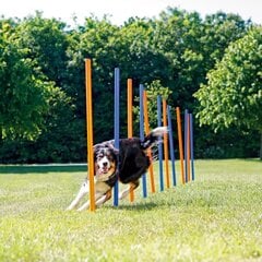 Slalomo treniruoklis Trixie Agility kaina ir informacija | Dresūros priemonės šunims | pigu.lt