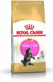 Royal Canin Meino Meškėno kačiukams, 2 kg