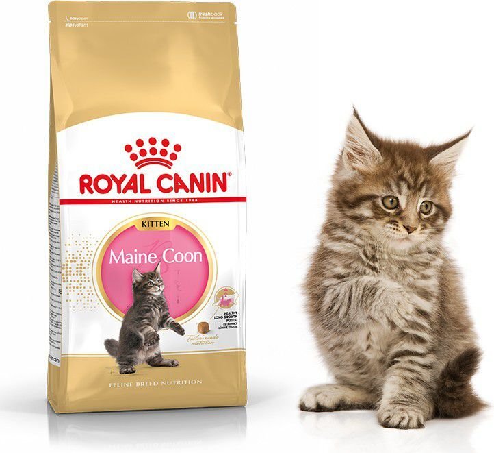 Royal Canin Meino Meškėno kačiukams, 4 kg цена и информация | Sausas maistas katėms | pigu.lt