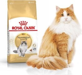 Royal Canin корм для породы Норвежская лесная кошка Norvegian, 2 кг цена и информация | Сухой корм для кошек | pigu.lt