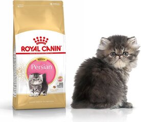 Royal Canin корм для котят породы Персидские, 0,4 кг цена и информация | Сухой корм для кошек | pigu.lt