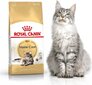 Royal Canin Meino meškėnų veislės katėms, 10 kg kaina ir informacija | Sausas maistas katėms | pigu.lt