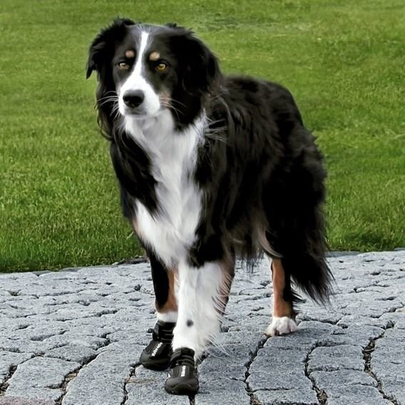 Trixie Walker Active apsauginiai batai M-L, 2 vnt. kaina ir informacija | Drabužiai šunims | pigu.lt
