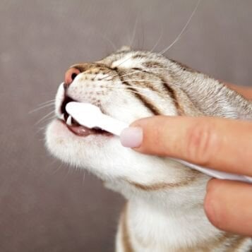 Trixie rinkinys dantų higienai Katėms, 50 g kaina ir informacija | Vitaminai, papildai, antiparazitinės priemonės šunims | pigu.lt