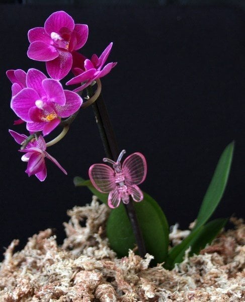Naujosios Zelandijos kiminai orchidėjoms цена и информация | Gruntas, žemė, durpės, kompostas | pigu.lt