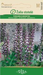 Акант мягкий, белый / фиолетовый цена и информация | Семена цветов | pigu.lt