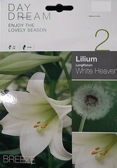 Lelijos WHITE HEAVEN kaina ir informacija | Gėlių svogūnėliai | pigu.lt
