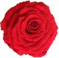 Stabilizuota Karališka rožė (Rose King), 1vnt. цена и информация | Miegančios rožės, stabilizuoti augalai | pigu.lt