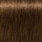 Plaukų dažai Schwarzkopf Professional Igora Royal Absolutes 60 ml, 5-50 Light Brown Golden Nature kaina ir informacija | Plaukų dažai | pigu.lt