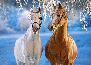 Dėlionė Castorland The Winter Horses 260 det. kaina ir informacija | Dėlionės (puzzle) | pigu.lt