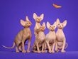 Royal Canin sfinksų veislės katėms Adult, 2 kg цена и информация | Sausas maistas katėms | pigu.lt