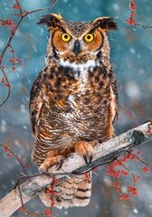 Пазл Castorland Great Horned Owl, 500 дет. цена и информация | Пазлы | pigu.lt