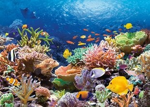 Dėlionė Puzzle Castorland Coral Reef Fishes, 1000 d. kaina ir informacija | Dėlionės (puzzle) | pigu.lt
