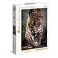 Dėlionė Clementoni High Quality Leopardo žingsnis, 1000 d. kaina ir informacija | Dėlionės (puzzle) | pigu.lt