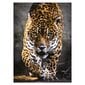 Dėlionė Clementoni High Quality Leopardo žingsnis, 1000 d. kaina ir informacija | Dėlionės (puzzle) | pigu.lt