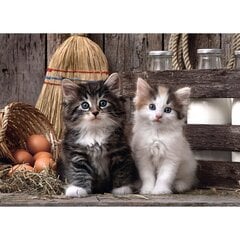 Пазл Clementoni High Quality Lovely Kittens 1000 деталей. цена и информация | Пазлы | pigu.lt