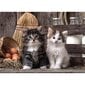 Dėlionė Clementoni High Quality Lovely Kittens 1000 d. цена и информация | Dėlionės (puzzle) | pigu.lt