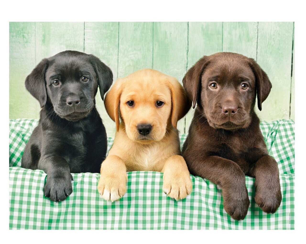Dėlionė su šuniukais Clementoni Three Labs, 39279, 1000 d. kaina ir informacija | Dėlionės (puzzle) | pigu.lt