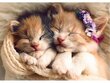 Dėlionė "Miegantys kačiukai" Trefl, 500 d. kaina ir informacija | Dėlionės (puzzle) | pigu.lt