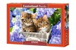 Dėlionė Puzzle Castorland Cute Kittens, 1500 det. kaina ir informacija | Dėlionės (puzzle) | pigu.lt