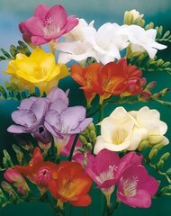 Фрезии, смесь цена и информация | Луковицы цветов | pigu.lt