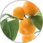Medisana Apelsinų kvapo eterinis aliejus, 10 ml kaina ir informacija | Oro reguliavimo įrangos priedai | pigu.lt