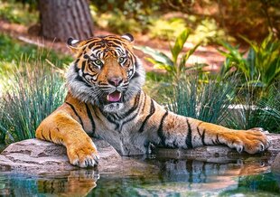 Пазл Castorland Sumatran Tiger, 500 дет. цена и информация | Пазлы | pigu.lt