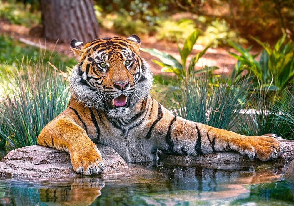 Dėlionė Puzzle Castorland Sumatran Tiger, 500 det. kaina ir informacija | Dėlionės (puzzle) | pigu.lt