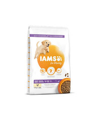 Iams ProActive Health didelių veislių šuniukams su vištiena, 3 kg цена и информация |  Сухой корм для собак | pigu.lt