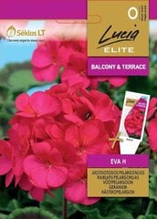 Juostuotosios pelargonijos Eva H kaina ir informacija | Gėlių sėklos | pigu.lt