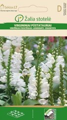 Физостегия виргинская, белая цена и информация | Семена цветов | pigu.lt