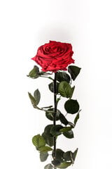 Stabilizuota rožė Amorosa Premium raudona цена и информация | Спящие стабилизированные розы, растения | pigu.lt