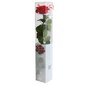 Stabilizuota rožė Amorosa Premium raudona цена и информация | Miegančios rožės, stabilizuoti augalai | pigu.lt