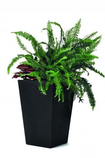 Keter vazonas Rattan Planter, S, 43,5 cm kaina ir informacija | Vazonai | pigu.lt