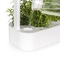 Click & Grow Smart Garden 9 kaina ir informacija | Daigyklos, lempos augalams | pigu.lt