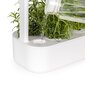 Click & Grow Smart Garden 9 цена и информация | Daigyklos, lempos augalams | pigu.lt