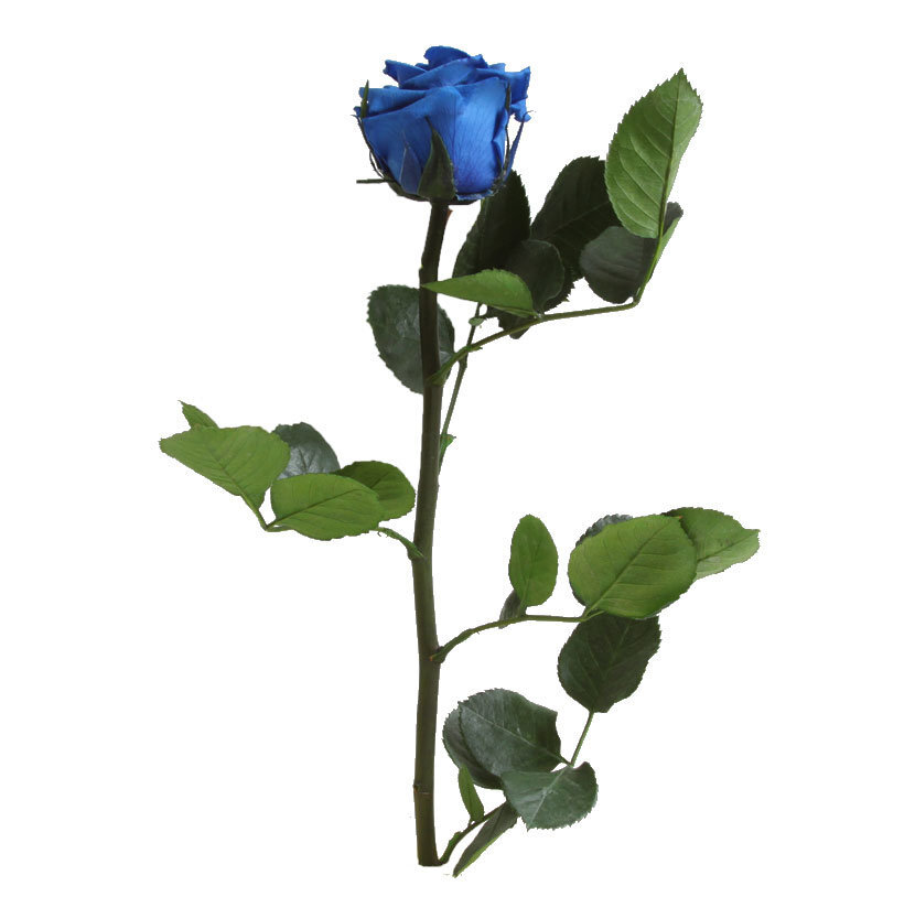 Stabilizuota rožė Amorosa tamsiai mėlyna kaina ir informacija | Miegančios rožės, stabilizuoti augalai | pigu.lt