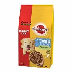 Pedigree Junior vidutinės veislės šunims su vištiena, 8.4 kg kaina ir informacija | Sausas maistas šunims | pigu.lt