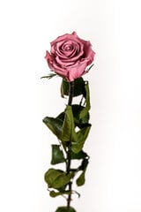 Stabilizuota rožė Amorosa Standard Cherry Blossom kaina ir informacija | Miegančios rožės, stabilizuoti augalai | pigu.lt
