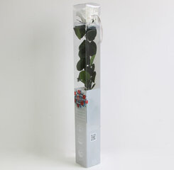 Stabilizuota rožė Amorosa Standard White kaina ir informacija | Miegančios rožės, stabilizuoti augalai | pigu.lt