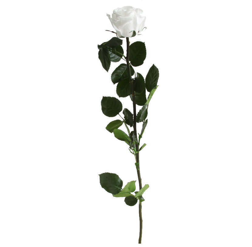 Stabilizuota rožė Amorosa Standard White цена и информация | Miegančios rožės, stabilizuoti augalai | pigu.lt