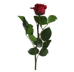 Stabilizuota rožė Amorosa Mini Burgundy kaina ir informacija | Miegančios rožės, stabilizuoti augalai | pigu.lt