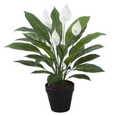Искусственное растение SPATHE H60см, спатифиллум, чёрный горшок цена и информация | Искусственные цветы | pigu.lt
